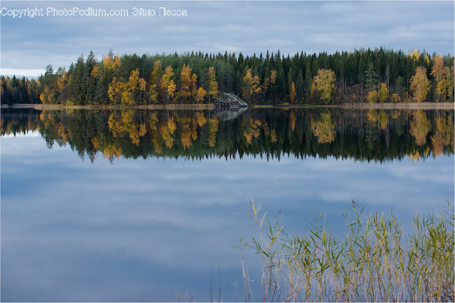 Tree, Plant, Water, Nature, Abies