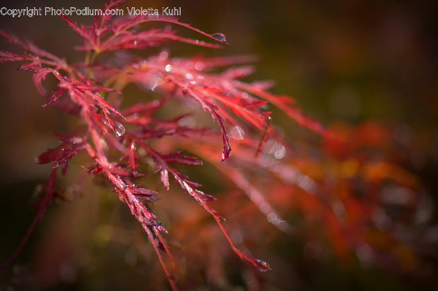 Plant, Tree, Leaf, Vegetation, Bush