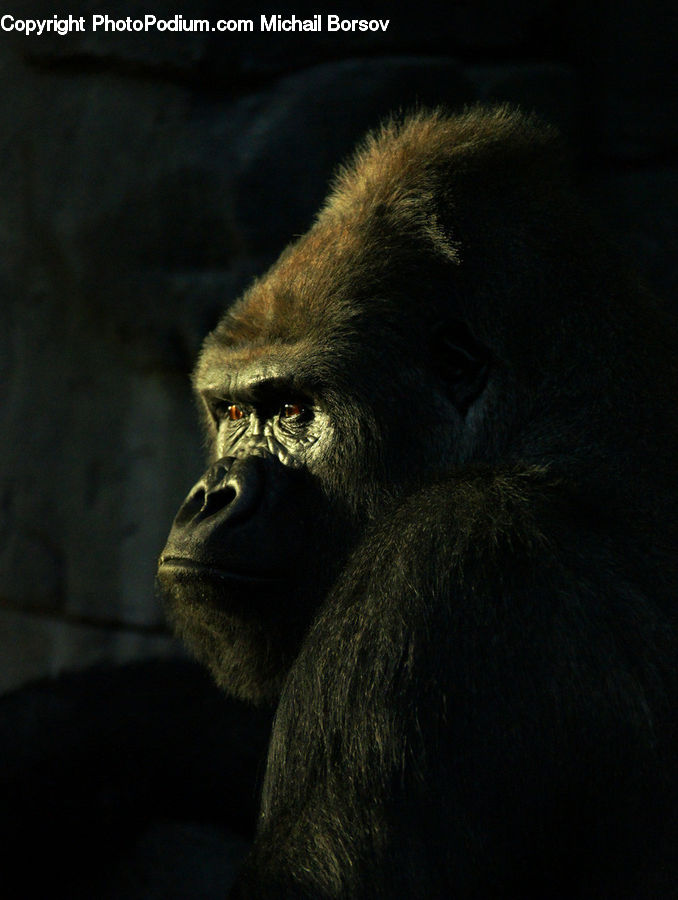 Animal, Ape, Mammal, Monkey