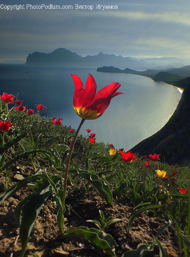 Plant, Flower, Blossom, Petal, Poppy