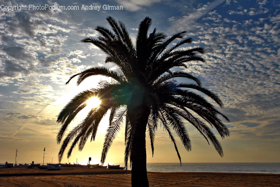 Plant, Arecaceae, Tree, Palm Tree, Summer