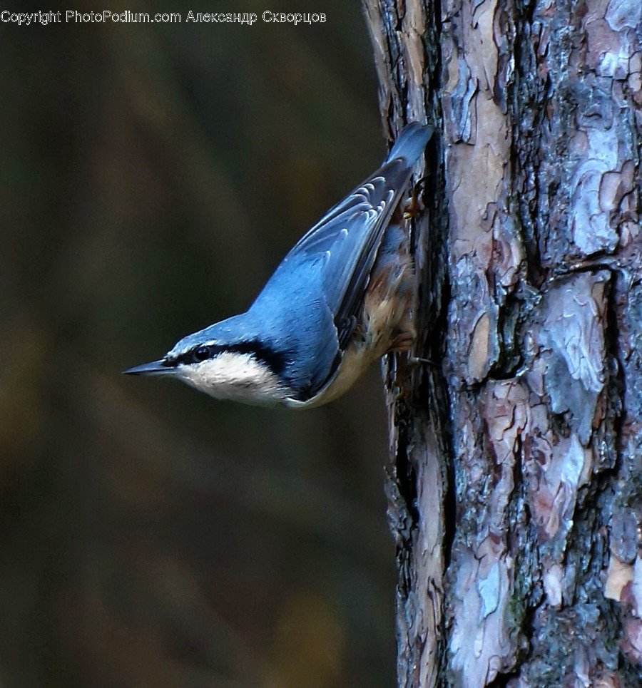 Bird, Jay, Animal, Blue Jay, Tree