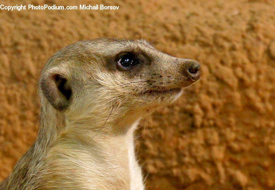 Animal, Mammal, Meerkat, Wildlife