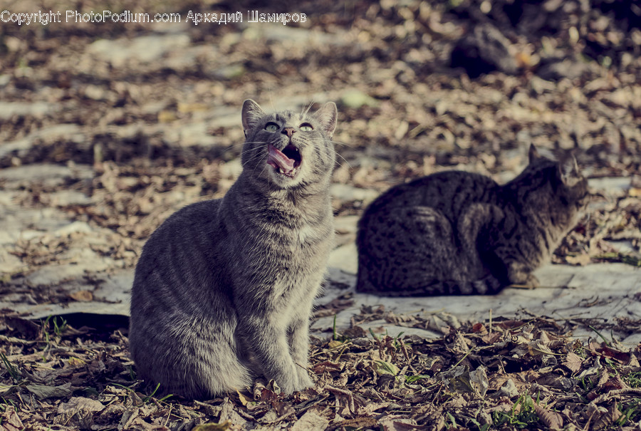 Pet, Animal, Cat, Mammal, Manx
