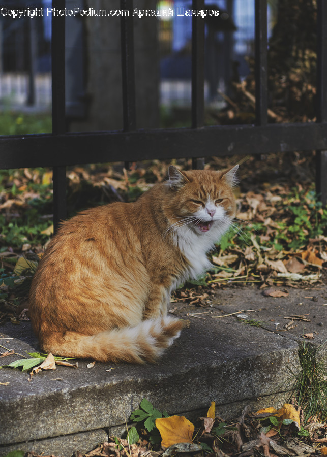 Pet, Mammal, Cat, Animal, Manx