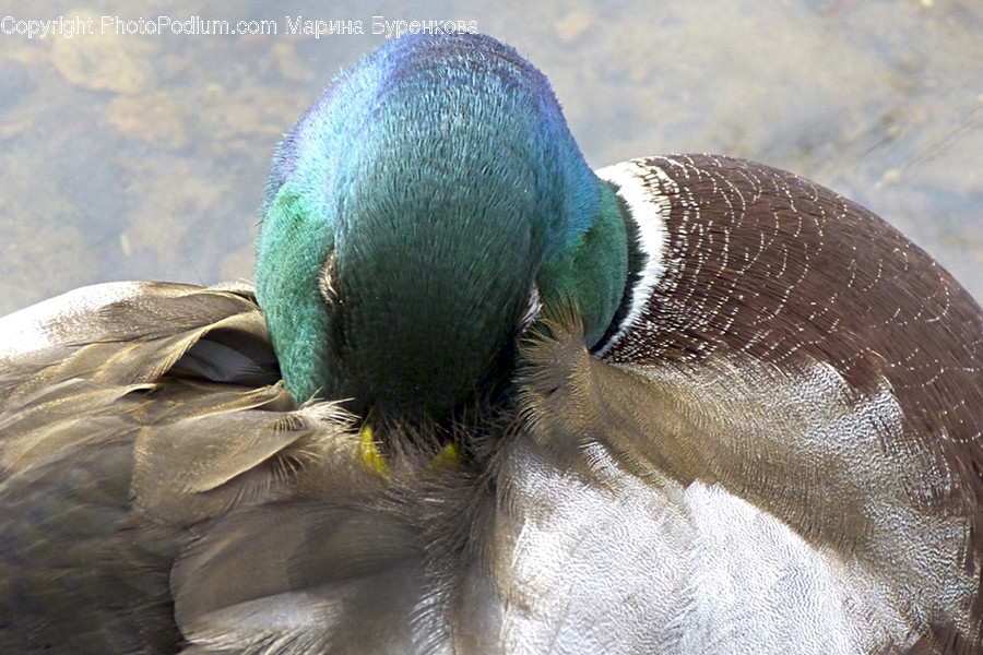 Animal, Waterfowl, Bird, Duck, Mallard