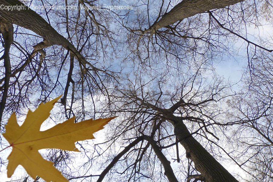 Leaf, Plant, Tree, Tree Trunk, Maple
