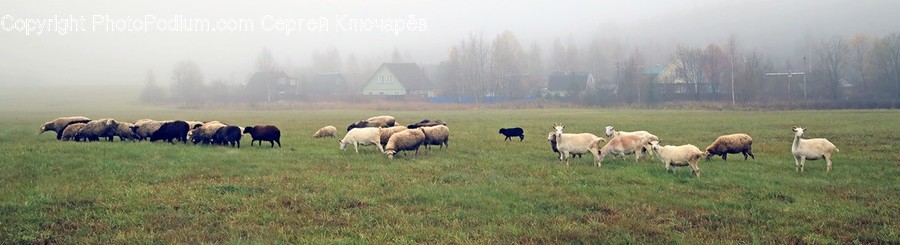 Nature, Field, Outdoors, Grassland, Mammal