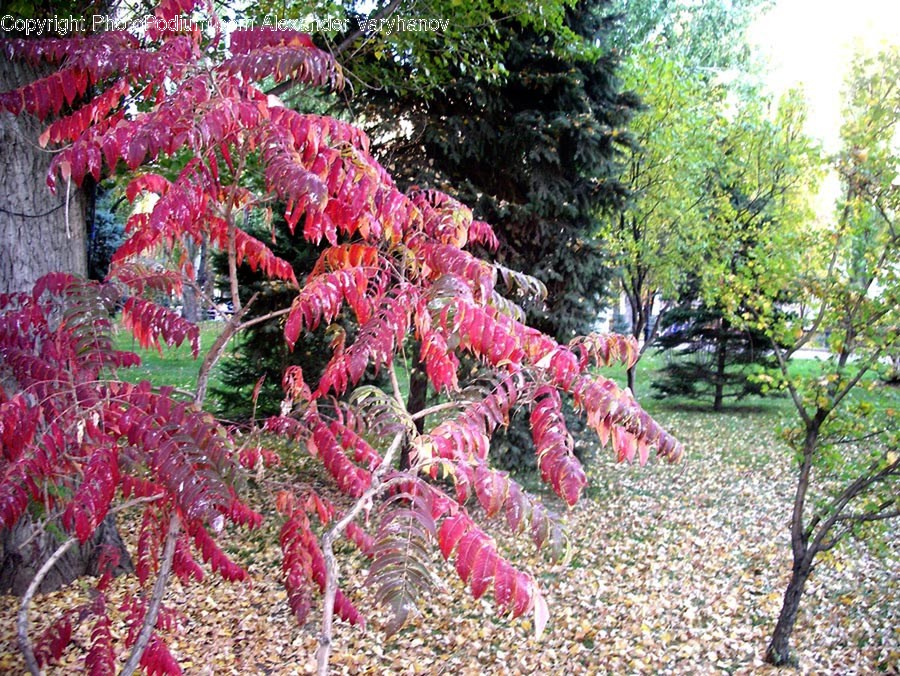 Plant, Tree, Leaf, Outdoors, Garden