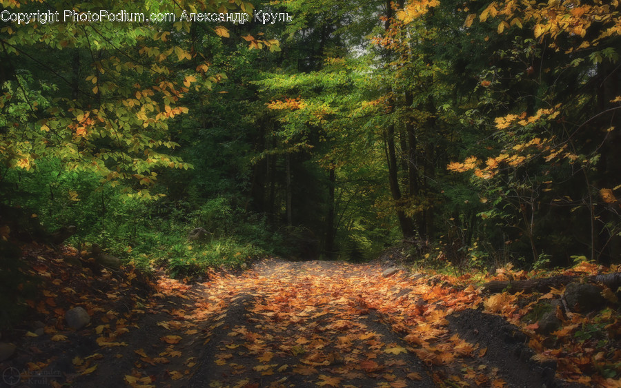 Path, Ground, Trail, Plant, Tree