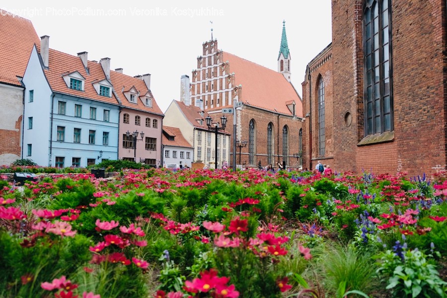 Blossom, Plant, Flower, Geranium, Steeple