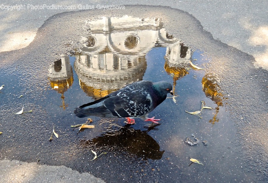 Bird, Animal, Puddle, Pigeon, Dove