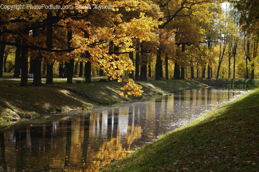Tree, Plant, Tree Trunk, Outdoors, Water