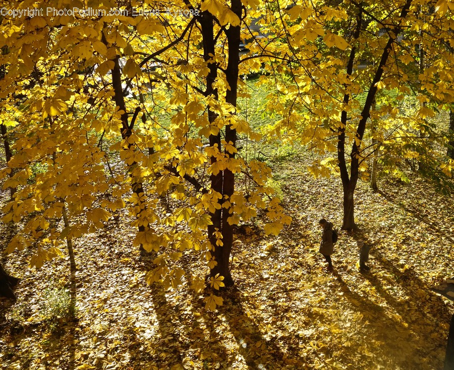 Leaf, Plant, Tree, Maple, Tree Trunk