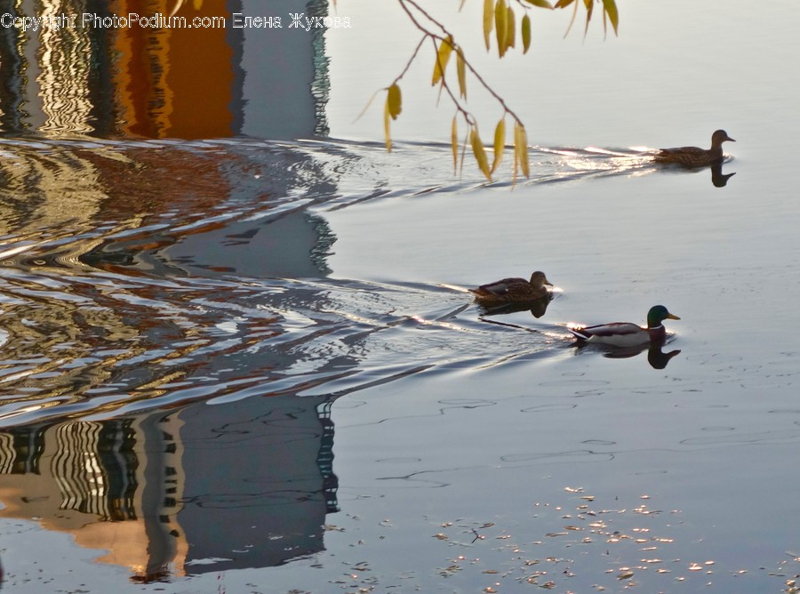 Animal, Bird, Water, Outdoors, Ripple