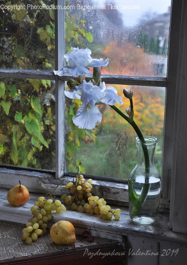 Plant, Food, Fruit, Grapes, Flower