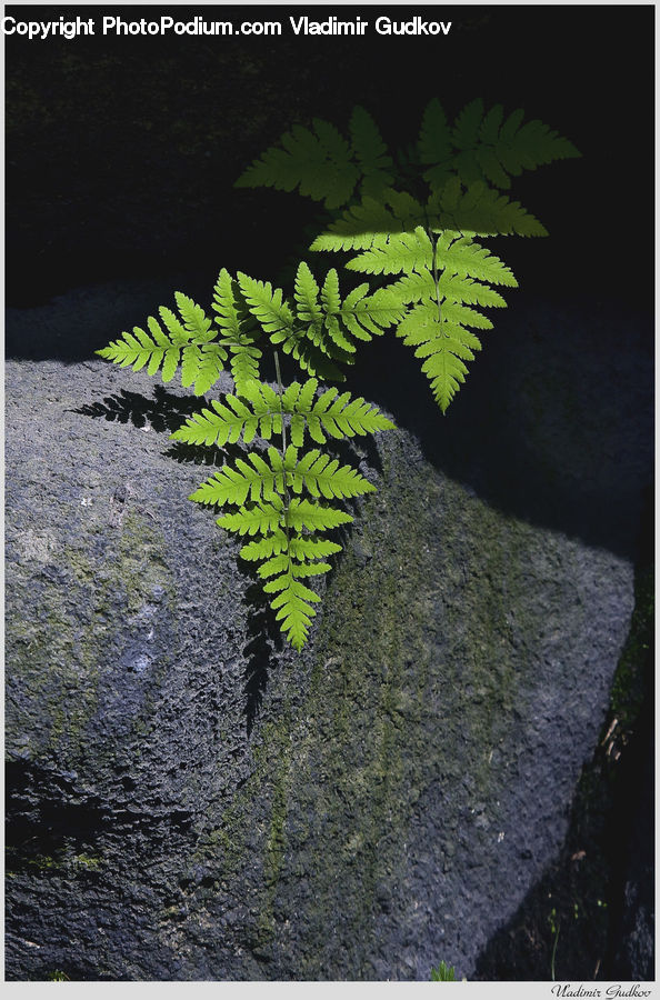 Fern, Plant, Asphalt, Tarmac, Soil, Cushion, Home Decor
