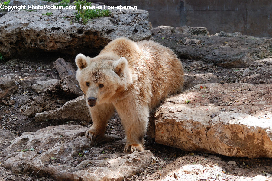Animal, Bear, Mammal, Brown Bear, Rock