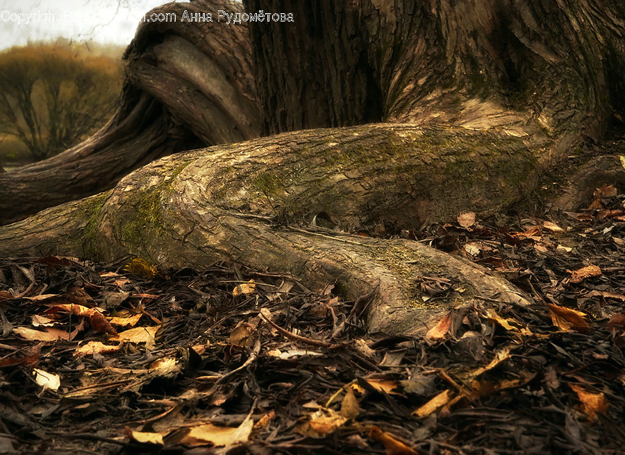 Plant, Root, Ground, Nature, Tree