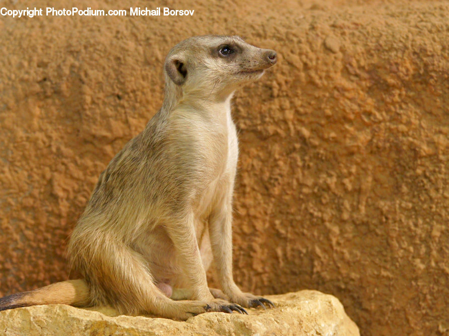 Animal, Mammal, Meerkat, Wildlife