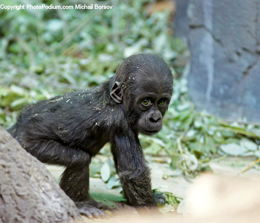 Animal, Mammal, Monkey, Ape, Plant, Vegetation