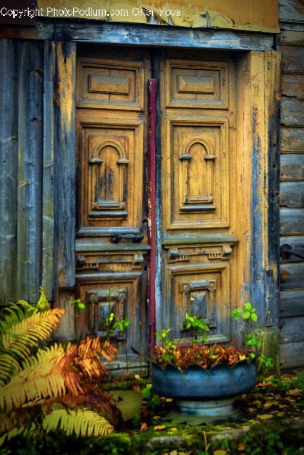Wildlife, Mammal, Animal, Tiger, Door