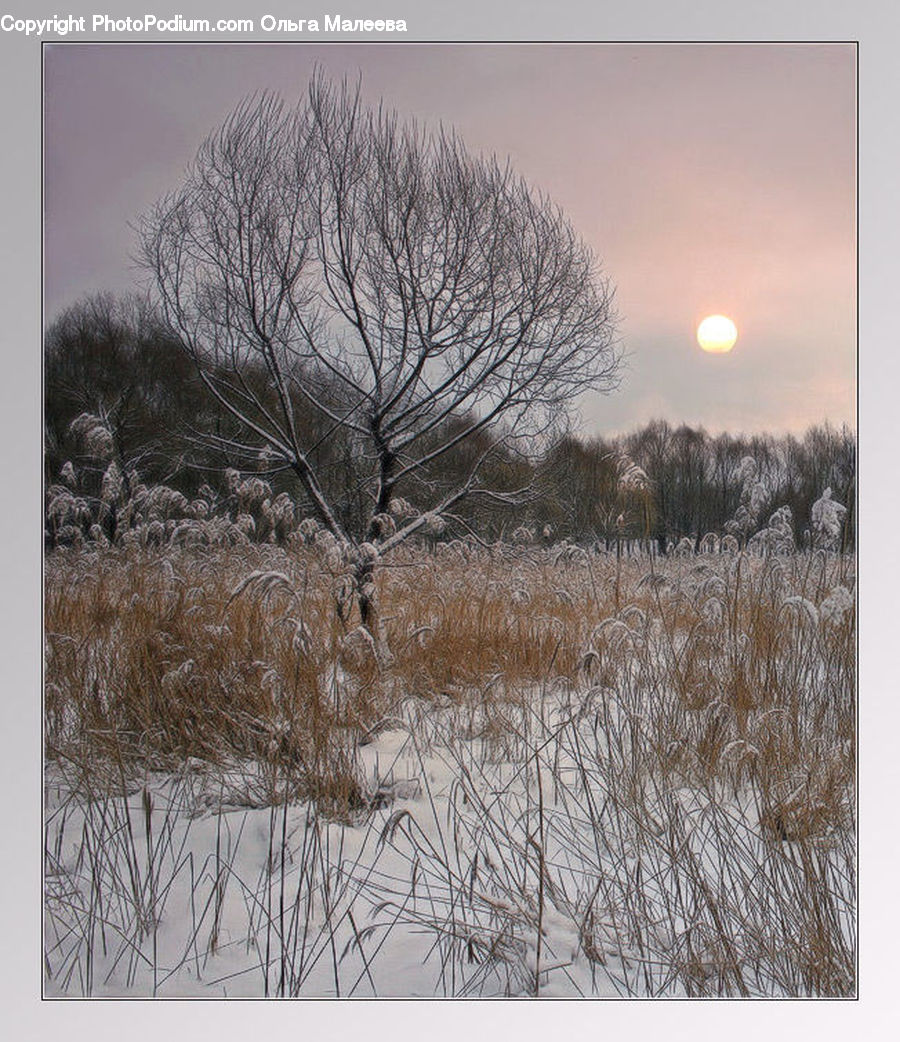 Blizzard, Outdoors, Snow, Weather, Winter, Field, Grass