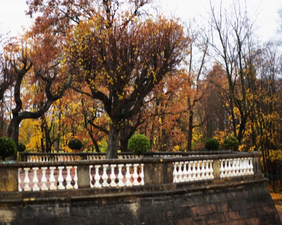 Tree, Plant, Tree Trunk, Fence, Arbour