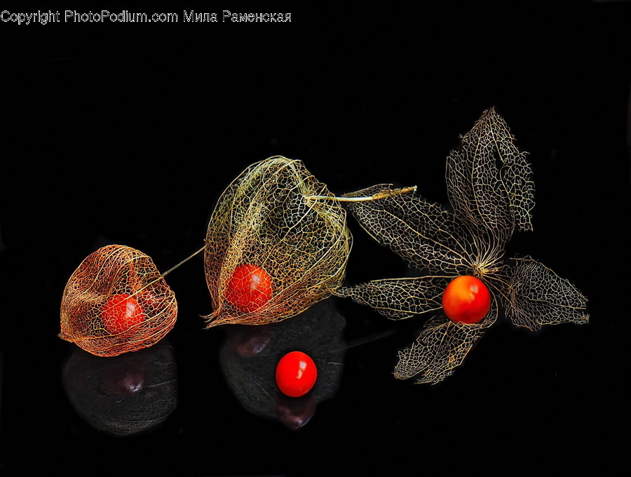 Accessories, Accessory, Plant, Snake, Reptile