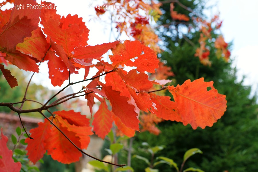 Leaf, Plant, Tree, Maple, Maple Leaf