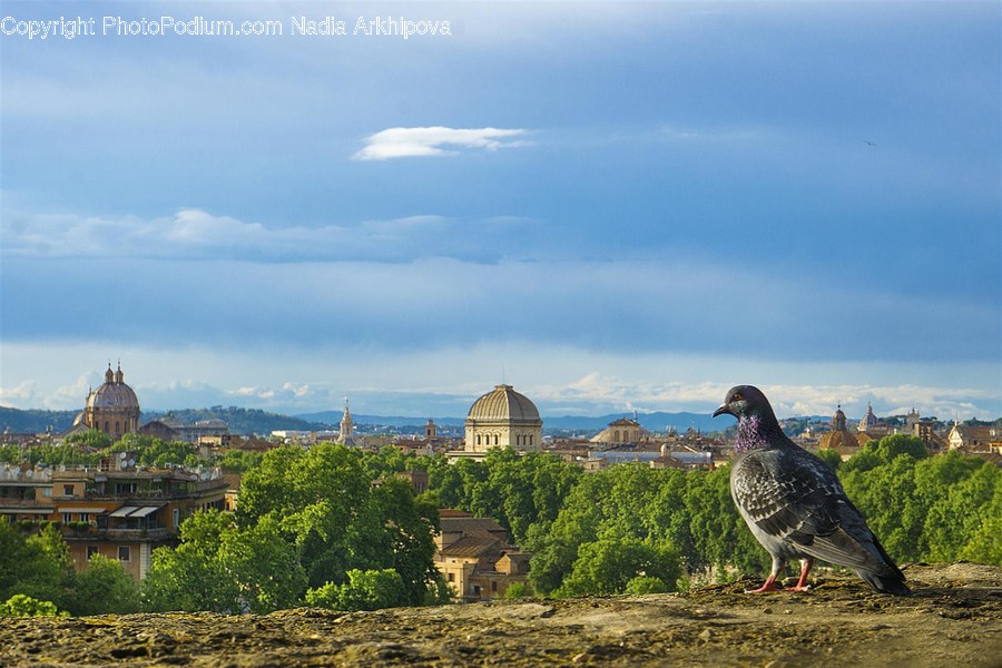 Bird, Animal, Pigeon, Dove
