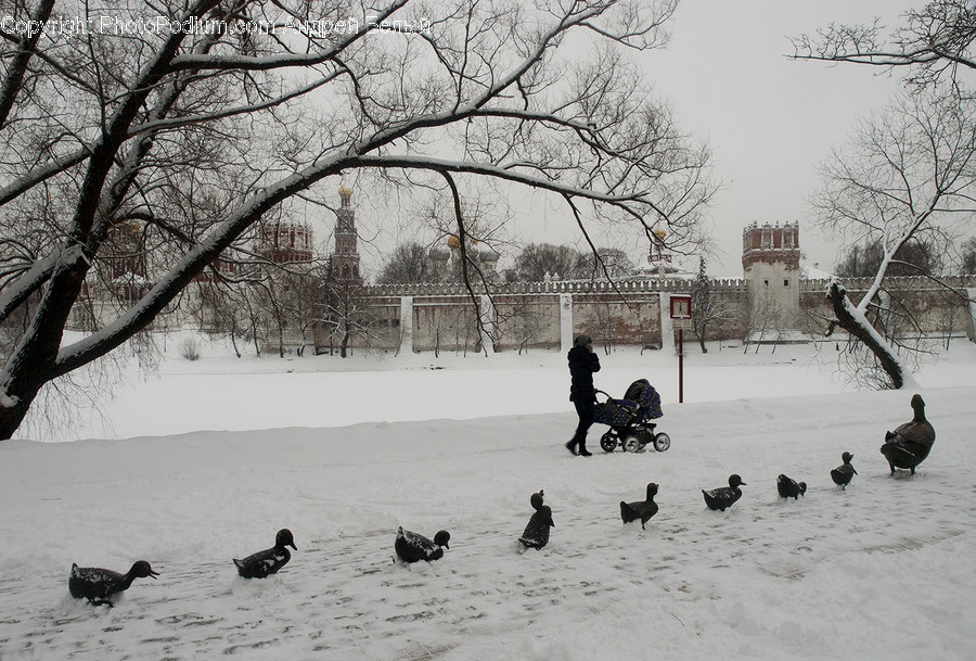 Animal, Bird, Human, Person, Nature
