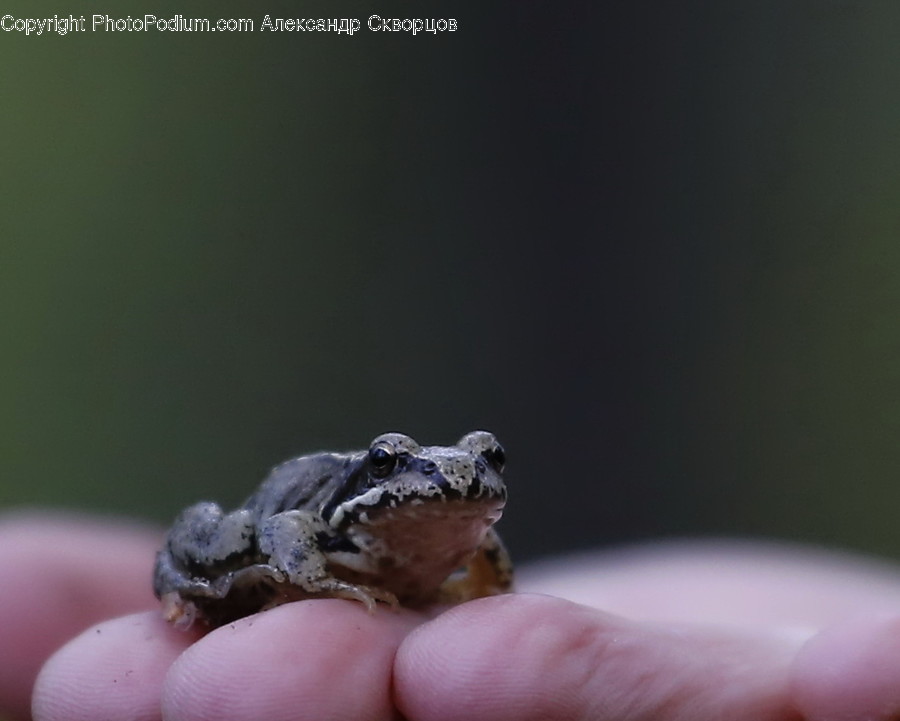 Reptile, Turtle, Sea Life, Animal, Finger