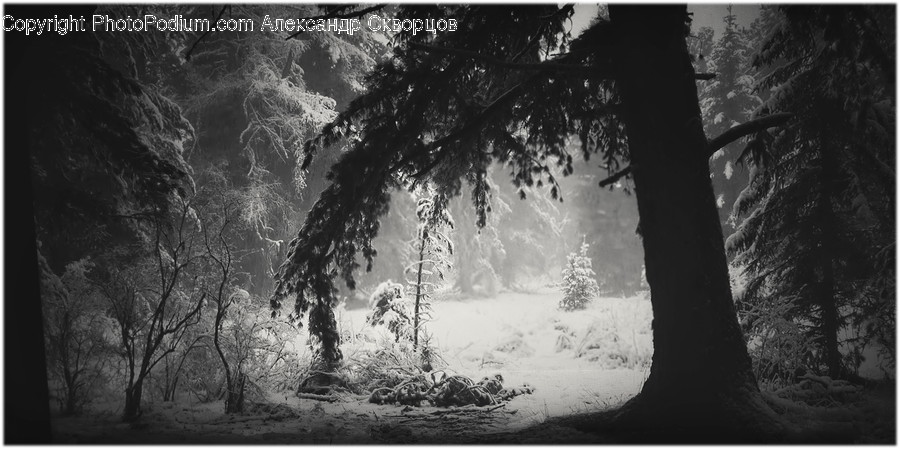 Nature, Plant, Tree, Outdoors, Snow