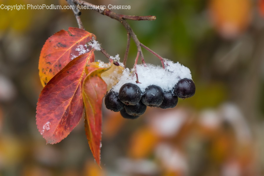 Plant, Blueberry, Food, Fruit, Animal