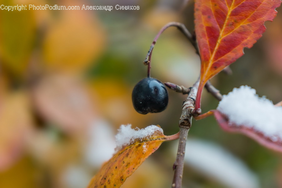 Plant, Food, Fruit, Blueberry