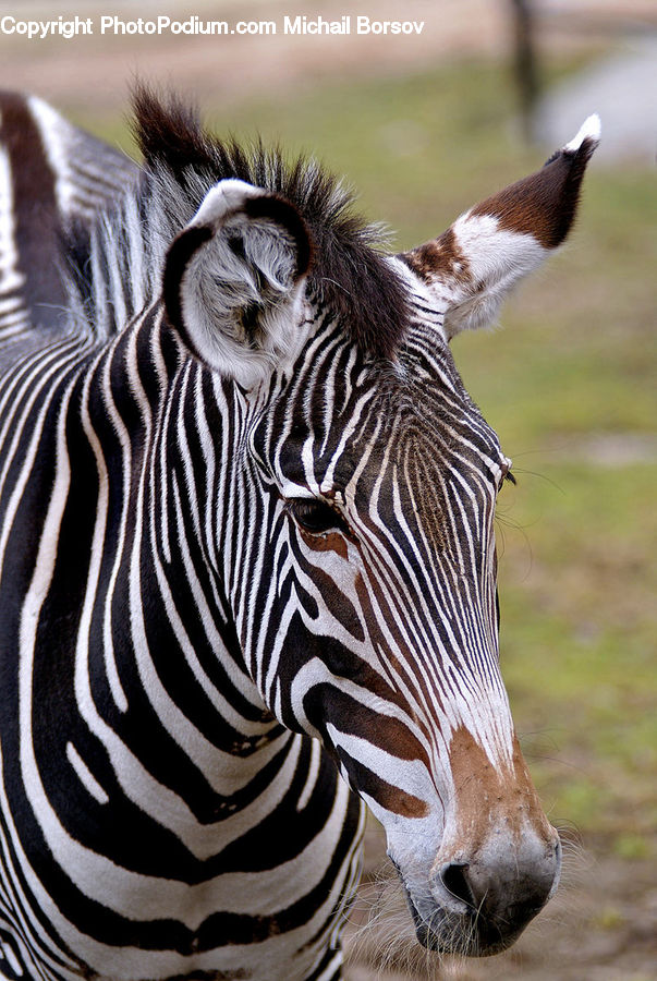 Animal, Mammal, Zebra