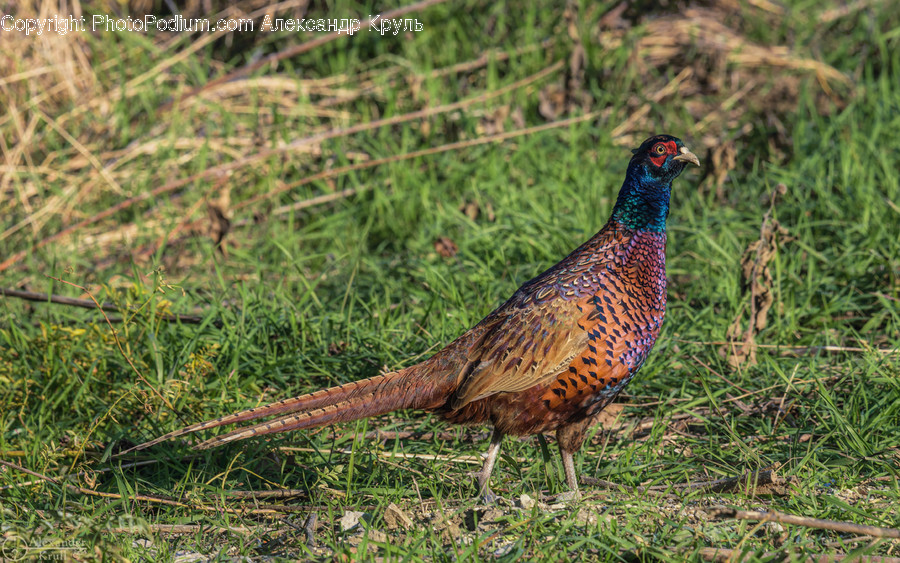 Animal, Bird, Pheasant