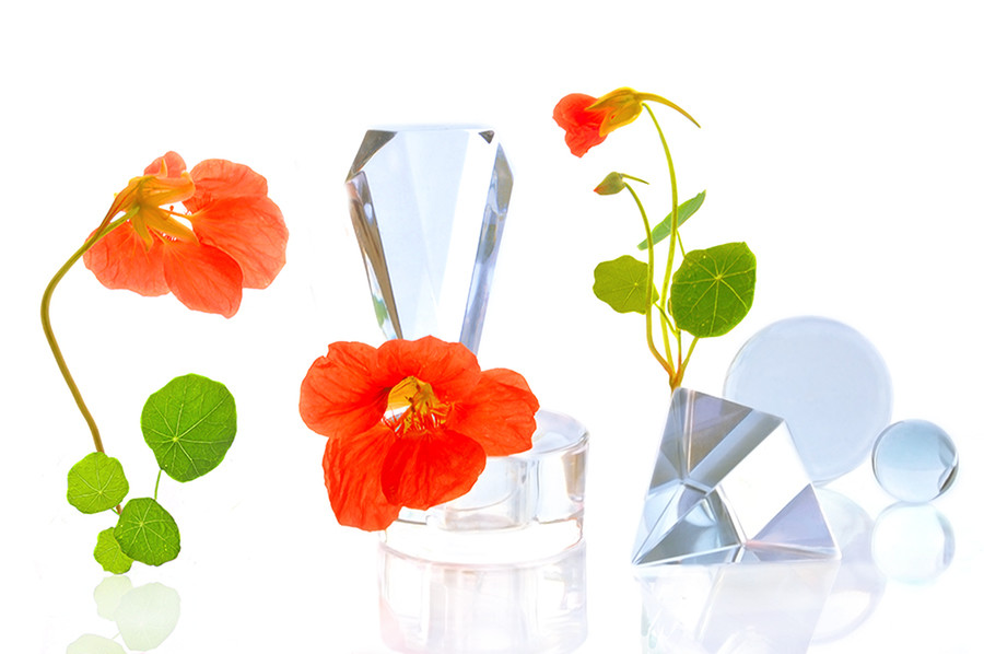 Blossom, Plant, Flower, Petal, Anther