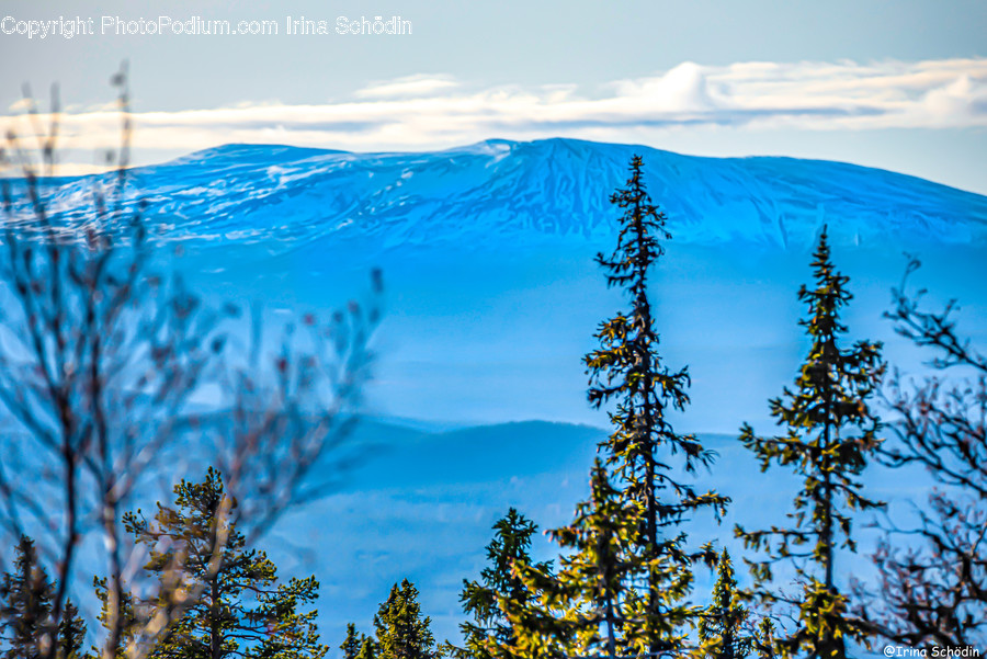 Tree, Plant, Abies, Fir, Conifer