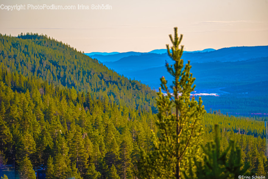 Plant, Tree, Conifer, Fir, Abies