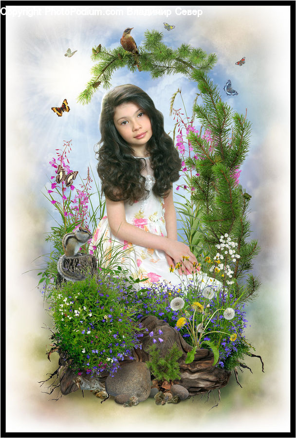 People, Person, Human, Bonsai, Plant, Potted Plant, Tree