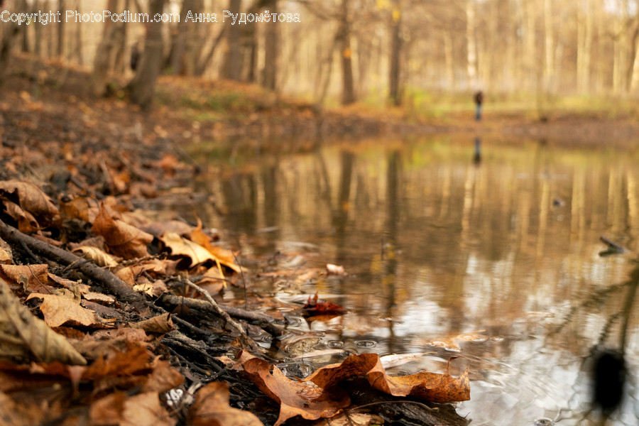 Leaf, Plant, Tree, Nature, Outdoors