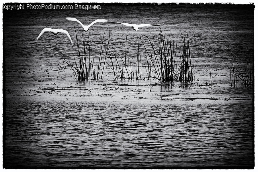 Bird, Animal, Waterfowl, Land, Outdoors