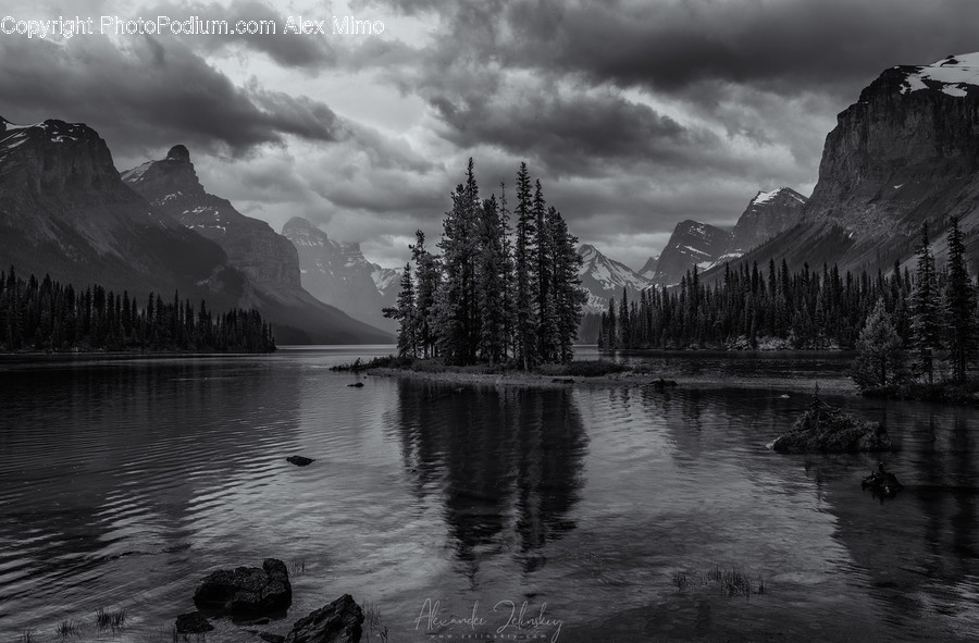 Plant, Tree, Abies, Fir, Conifer