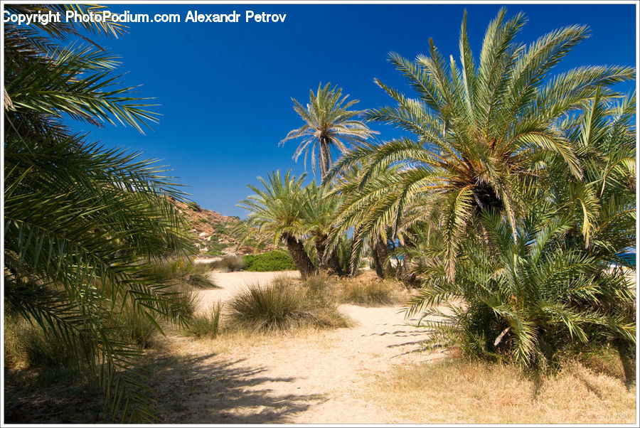 Palm Tree, Plant, Tree, Arecaceae, Agavaceae, Conifer, Fir
