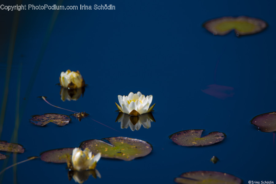 Plant, Blossom, Flower, Honey Bee, Bee