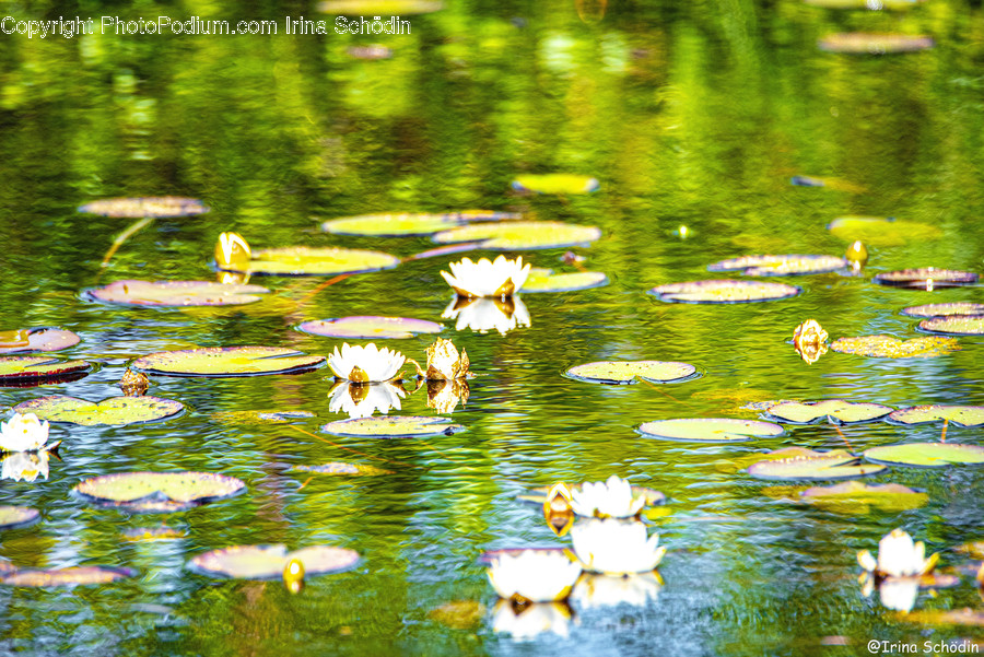 Plant, Outdoors, Flower, Lily, Blossom