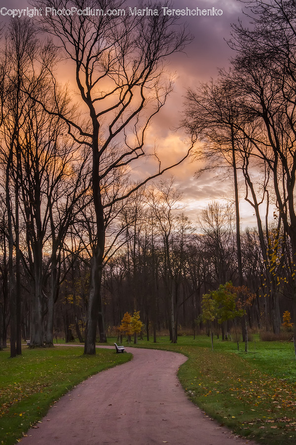 Plant, Tree, Tree Trunk, Path, Grass