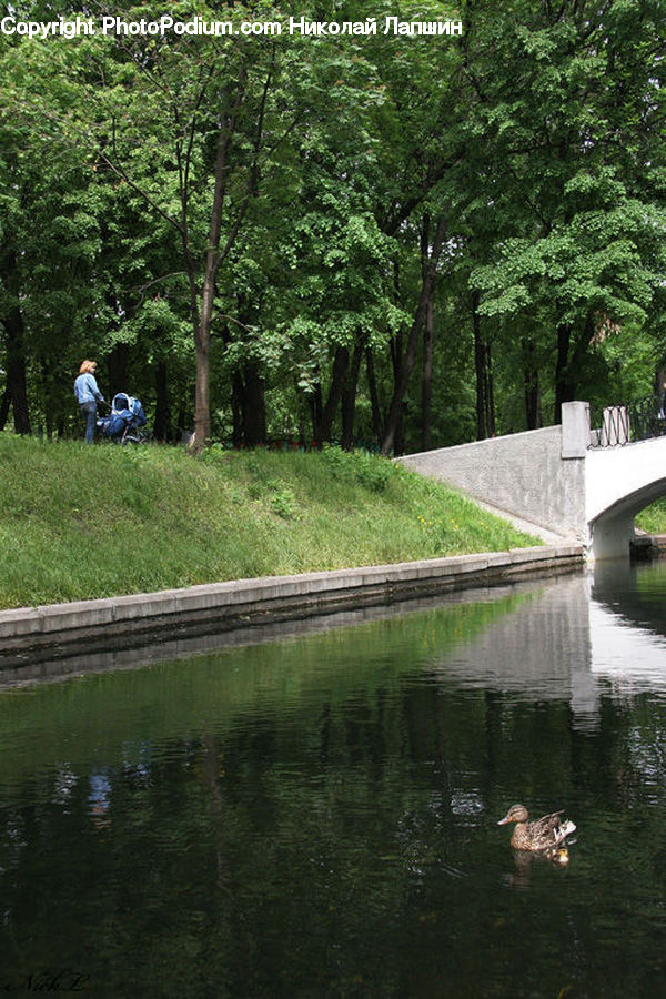 Canal, Outdoors, River, Water, Pond, Forest, Grove